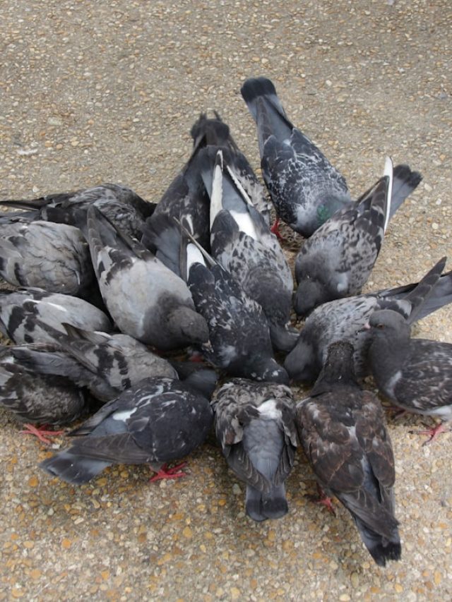 সাবধান! বাড়িতে পায়রার আনাগোনা ঘটাতে পারে বড় ক্ষতি, কারণ জানুন