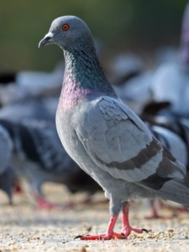 বাড়িতে রোজ আসছে কালো পায়রা, এটা কি ভাল লক্ষণ?