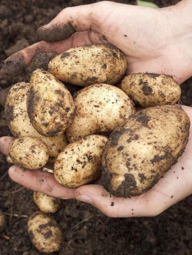 বাড়ির ছাদেই হবে গোল গোল আলু, মোক্ষম টিপস চাষীভাইয়ের