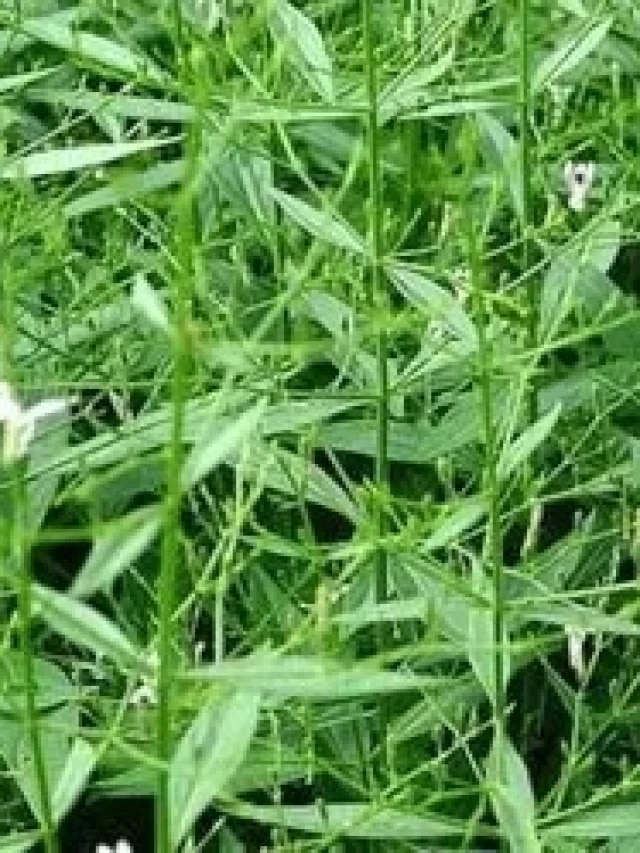 বাড়ির পাশে ঝোঁপে হয়, এই গাছের ২টো পাতা খেলেই সুগারের খেলা শেষ