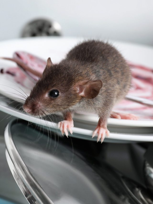 রান্নাঘরে বাচ্চা ইঁদুরের দুষ্টুমি, এই টোটকায় পাঁই পাঁই করে পালাবে