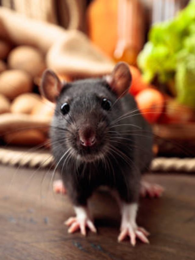 ল্যাজ গুটিয়ে পালাবে নেংটি ইঁদুর, রান্নাঘরে ছড়িয়ে রাখুন ঝাঁঝালো সবজি