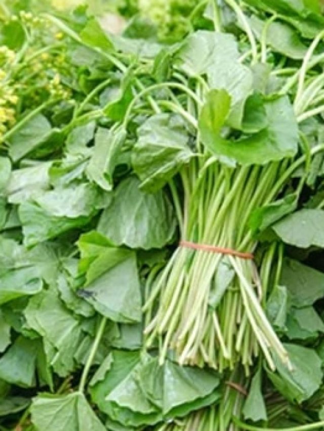 মাছ-মাংসের সমান প্রোটিন, দামও কম, গ্রাম বাংলার শাকটিকে চেনেন?