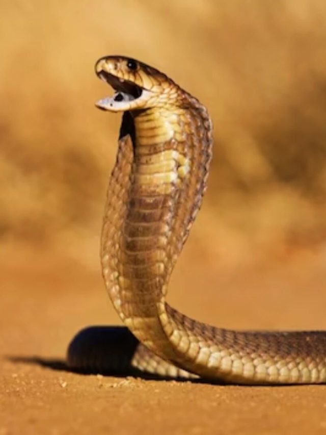 এই খাবারগুলো বাড়িতে থাকলে সাপ ঢোকে, জেনে নিন