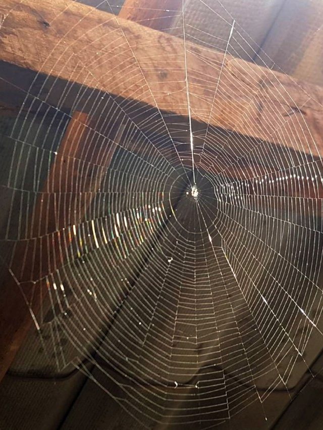 বাড়িতে মাকড়সার জাল, কী ইঙ্গিত দিচ্ছে?
