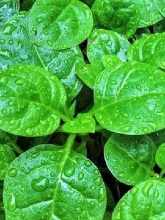 পুঁইশাক আমিষ না নিরামিষ? ঘাবড়ে গেলেন তো