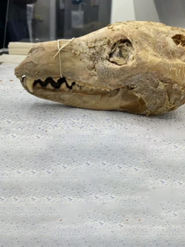 'Jurassic Park is real': 110-year-old head sparks plan to revive an extinct predator