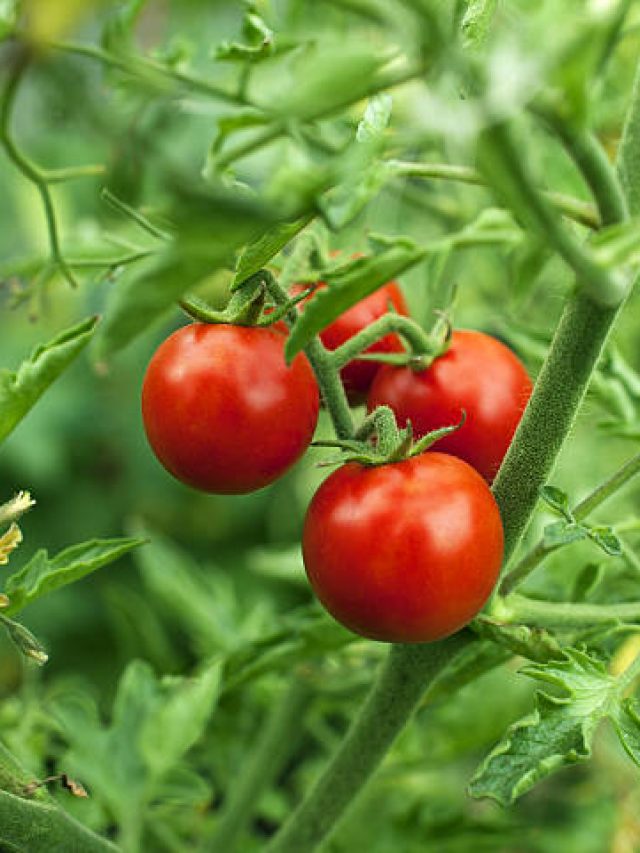 ছাদ-বাগানেই হোক টুকটুকে লাল টমেটো, রইল দারুণ সহজ কিছু টিপস