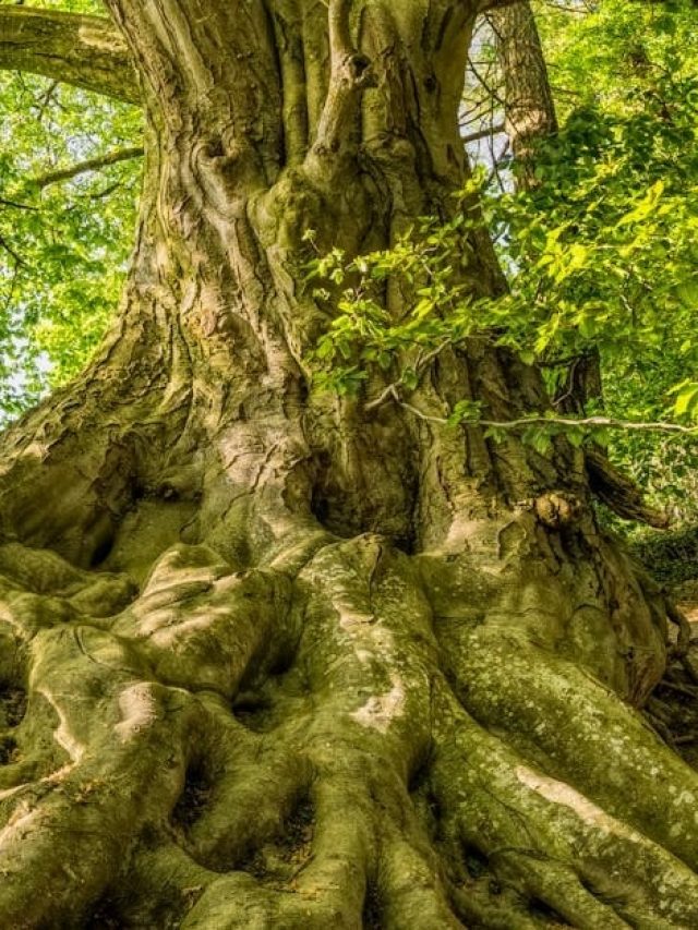 বাড়ির আশপাশে এই গাছ আছে? দিনে একবার দেখলেই ভাগ্য খুলে যাবে