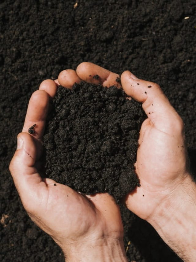 घर पर ही तैयार कर सकते हैं वर्मी कम्पोस्ट, जानें सही तरीका