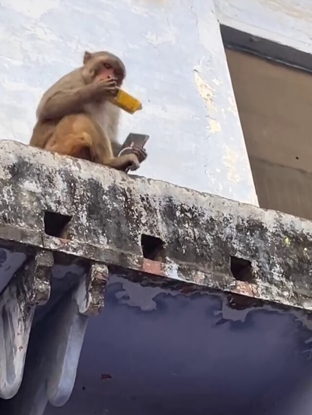 Frooti दो, मोबाइल लो! वृंदावन के बंदर की धांसू डील का वीडियो वायरल