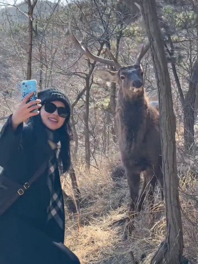 हिरण के साथ सेल्फी ले रही थी लड़की, जानवर को नहीं पसंद आया अंदाज, और फिर...