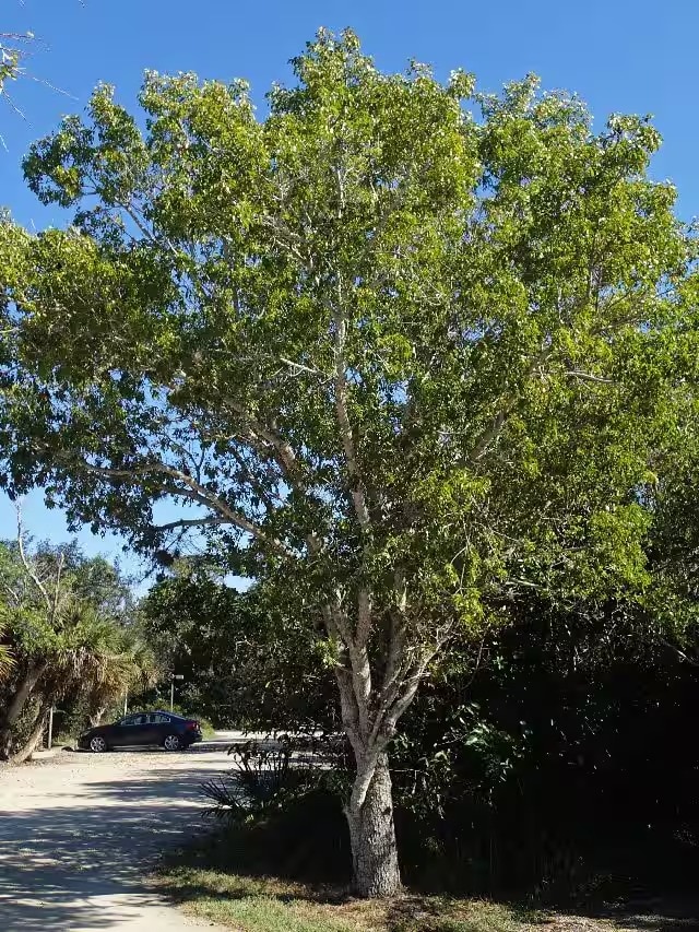 লোহার চেয়েও শক্ত, এই গাছের কাঠ দিয়ে তৈরি আসবাবপত্র ৪ প্রজন্ম চলবে