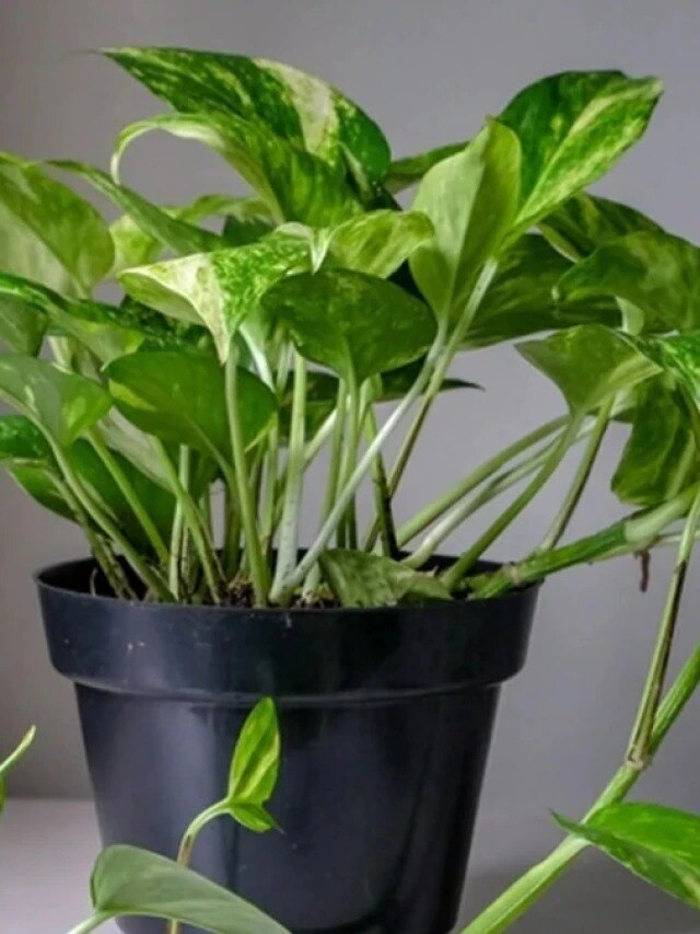 ঘরের মানিপ্ল্যান্ট গাছে দিন এটা, তাতেই তাজা থাকবে গাছ