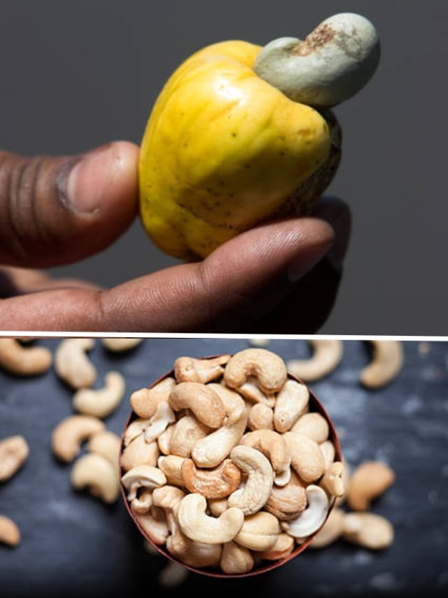 छिलके वाला या बिना छिलके वाला...कौन सा काजू है आपके लिए बेस्ट? मिलेंगे कई फायदे