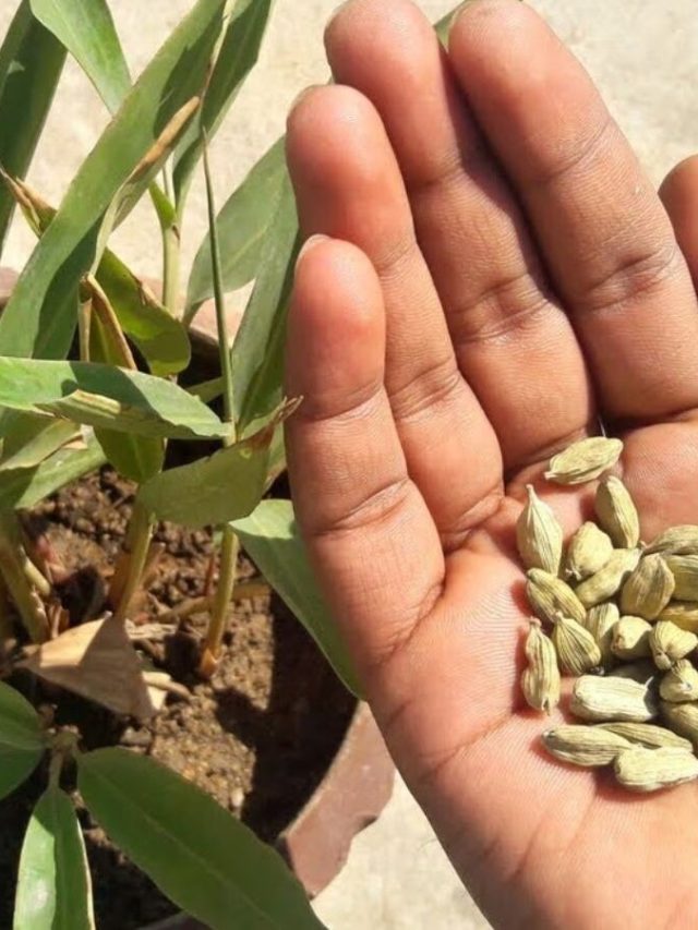 বাজারে অনেক দাম, বাড়ির টবেই এভাবে ফলাতে পারেন এলাচ