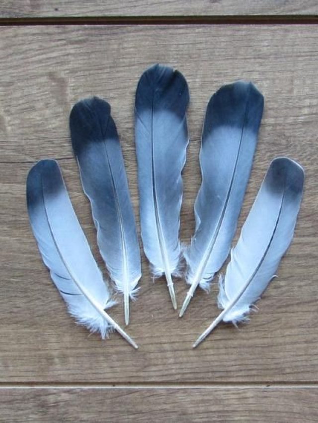 বাড়ির এই জায়গায় রাখুন পায়রার পালক, তাতেই খেলা শুরু হয়ে যাবে