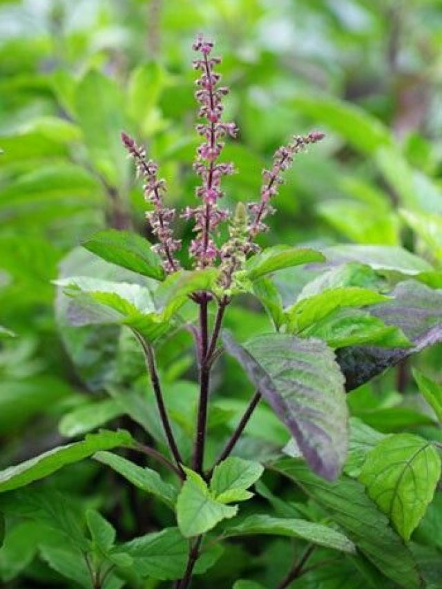 বাড়ির তুলসী গাছে ফুল আসা কীসের ইঙ্গিত? জানাটা প্রয়োজন