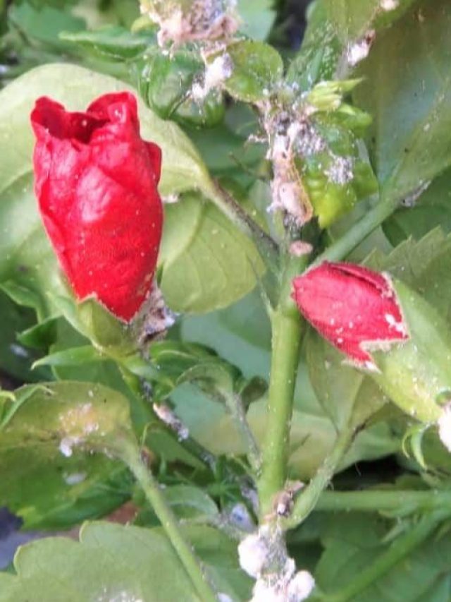 বাড়ির গাছপালায় কি এই পোকামাকড় লেগেছে? জানুন তাড়ানোর উপায়