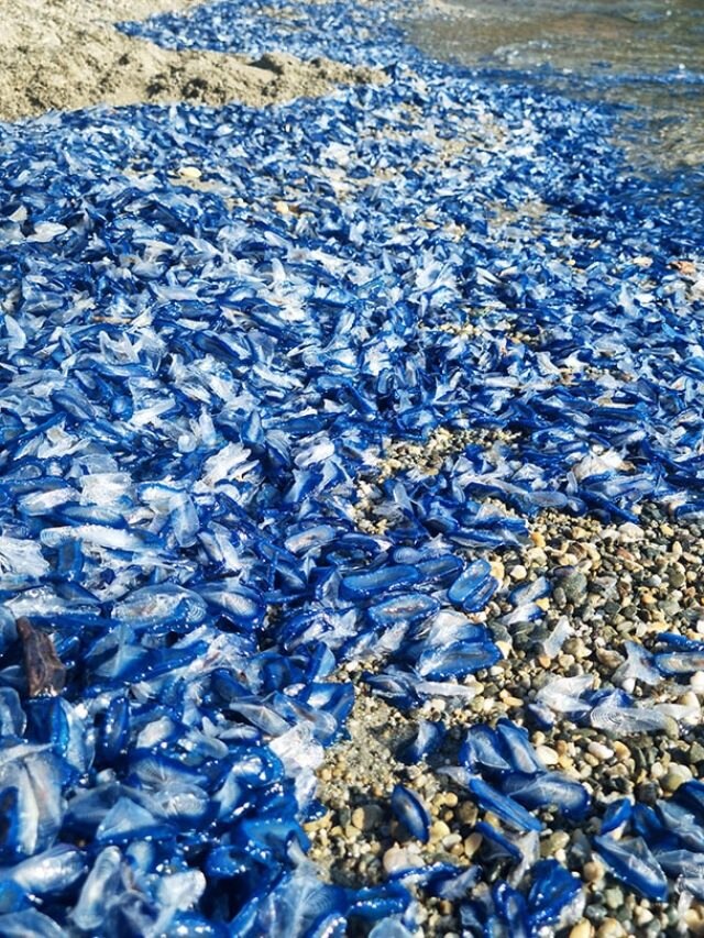 'Wind brings ghost fleet': Thousands of eerie sea creatures blanket California beaches