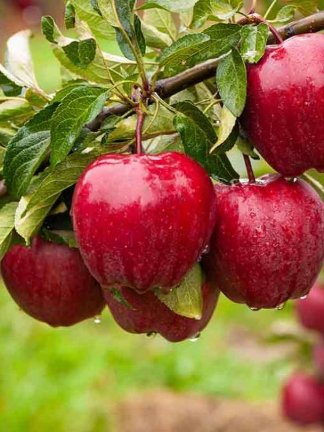 सेब के पौधे में चाहते हैं खूब सारे फल, आजमाएं ये Easy Tips