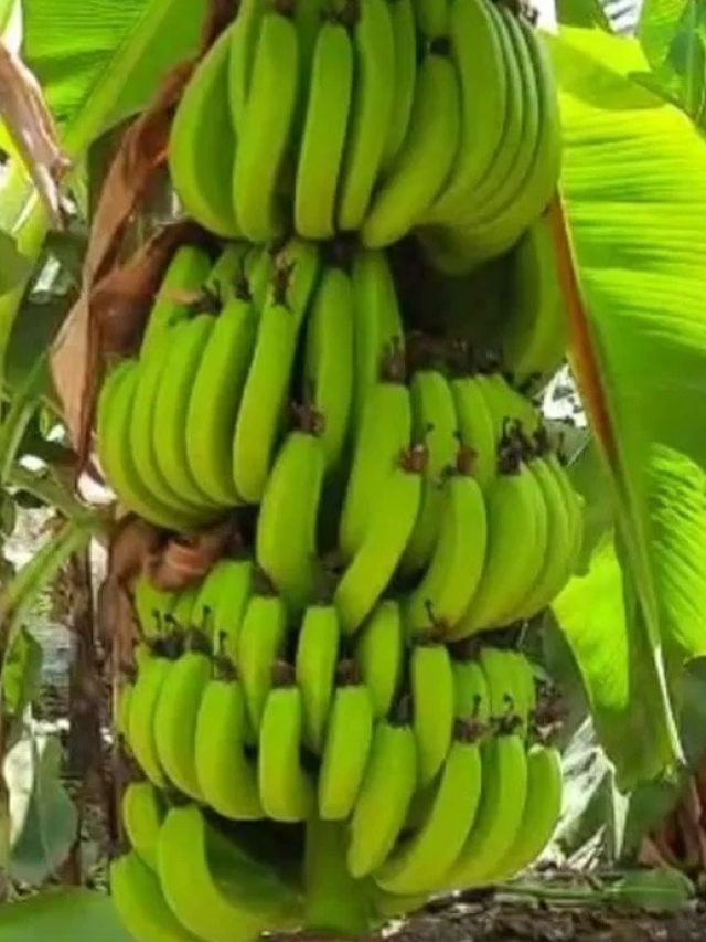 फलों से लद जाएगा केले का पेड़, बस फॉलो करें ये आसान टिप्स
