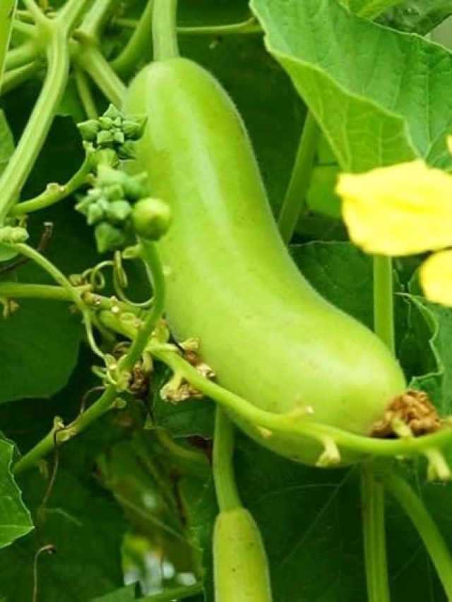 लौकी की जड़ में डालें ये एक चीज, सब्जियों से लद जाएगी बेल