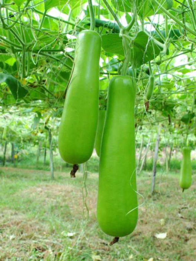 लौकी की जड़ में डालें ये खास चीज, खूब होगी पैदावार