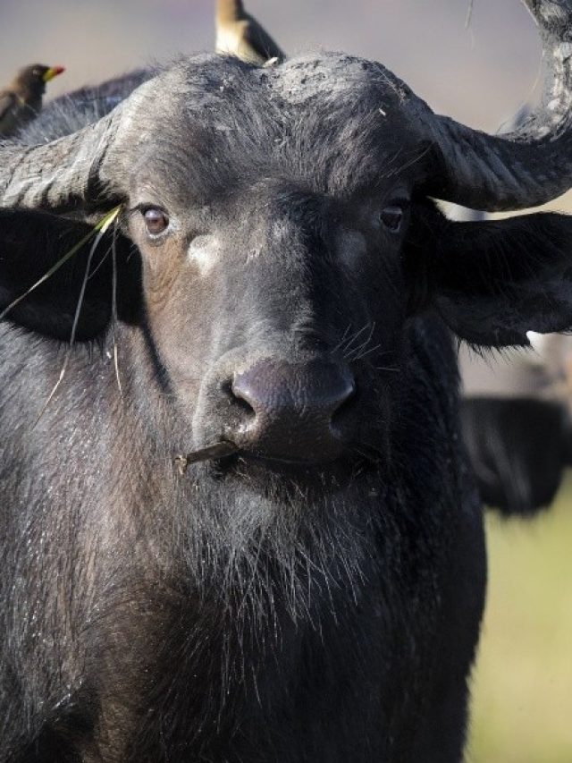 सस्ते में भी कर सकते हैं भैंस पालन, जानें तरीका