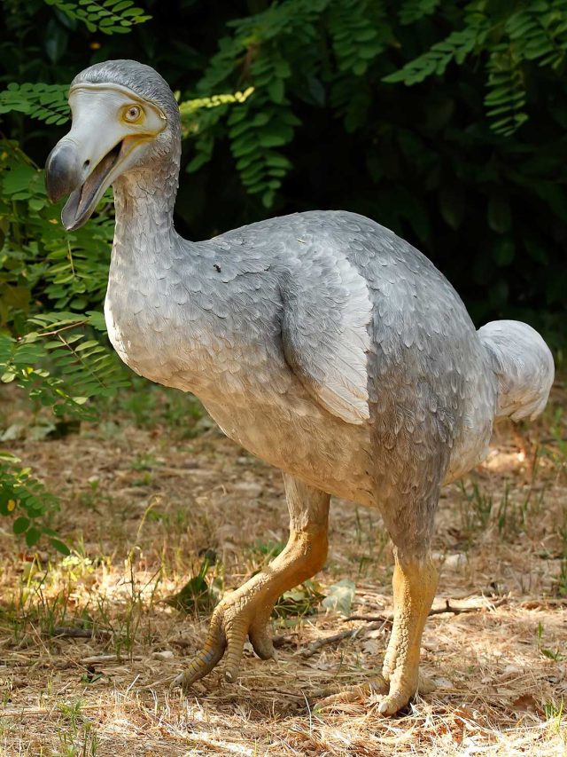 'They’re hatching a Dodo':  Inside the wild plan to reverse 300 years of extinction