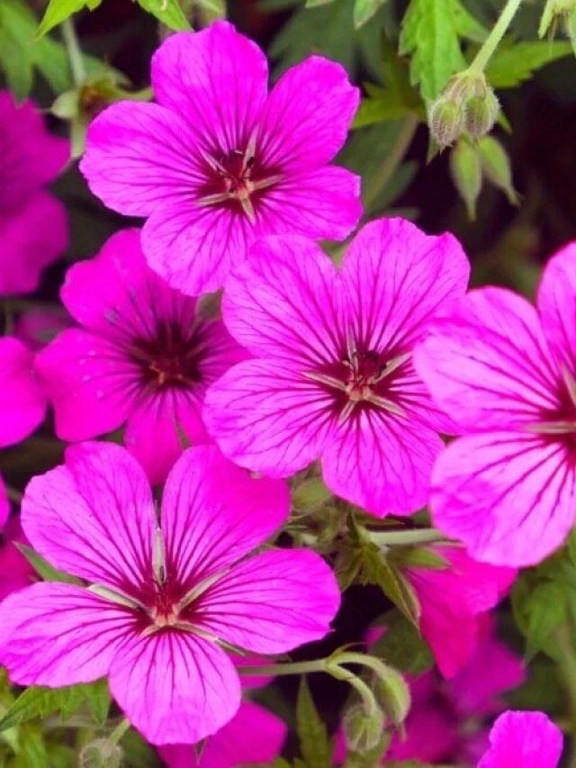 घर में लगाएं ये पांच पौधे, छांव में भी खिलेंगे इसके फूल