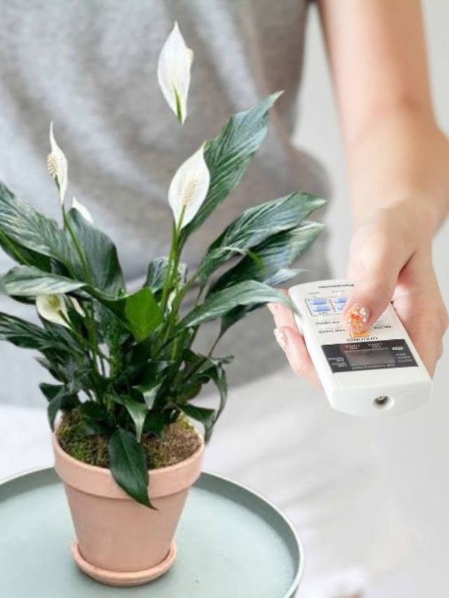 এসির মতোই স্বস্তি দেয়, ঘর ঠান্ডা রাখে এই ইন্ডোর গাছ