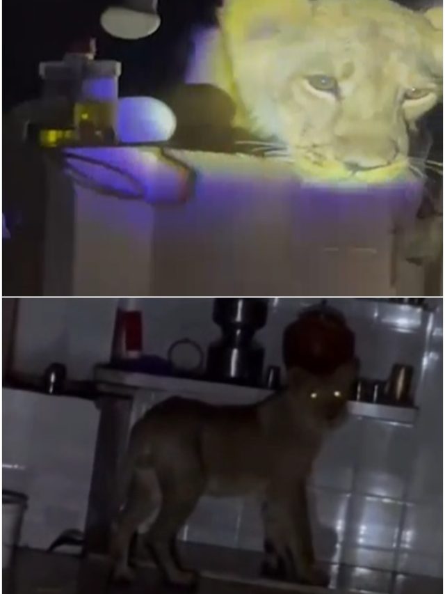 किचन में फ्रिज पर चढ़कर बैठा था शेर, देखते ही घरवालों के उड़े होश, Video