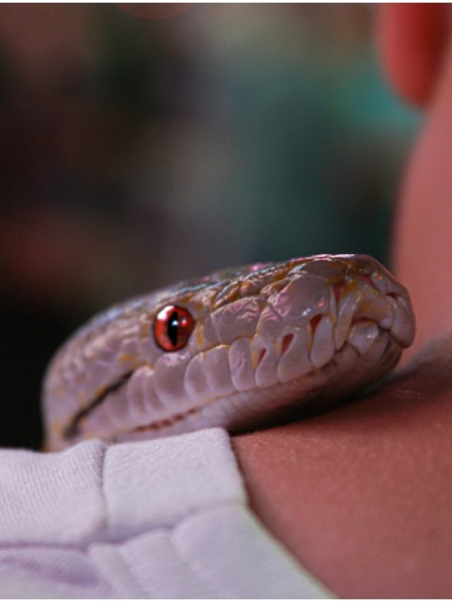 कोबरा से खतरनाक कौनसा सांप होता है?