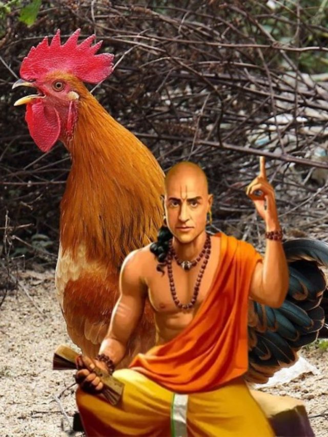 মোরগের এই ৪ গুণ রপ্ত করুন, মেয়েদের কাছে দাম পাবেন