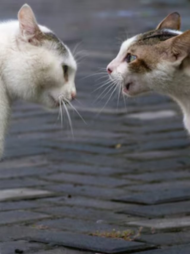 বাড়ির আশেপাশে বিড়ালের ঝগড়া, শুভ না অশুভ অর্থ জেনে নিন