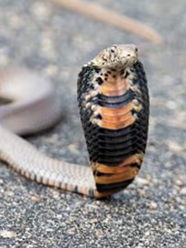 যাত্রার পথে সাপ রাস্তা কাটল, কীসের ইঙ্গিত জানেন?