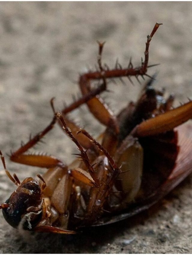 परमाणु हमले के बाद क्या वाकई सिर्फ कॉकरोच बचेंगे? जानिए सच्चाई!