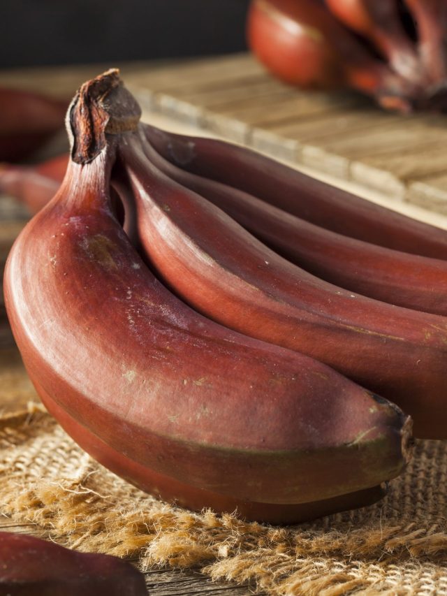 रोजाना खाए 1 लाल केला, फायदों में नॉर्मल केले से भी है कई गुना बेहतर