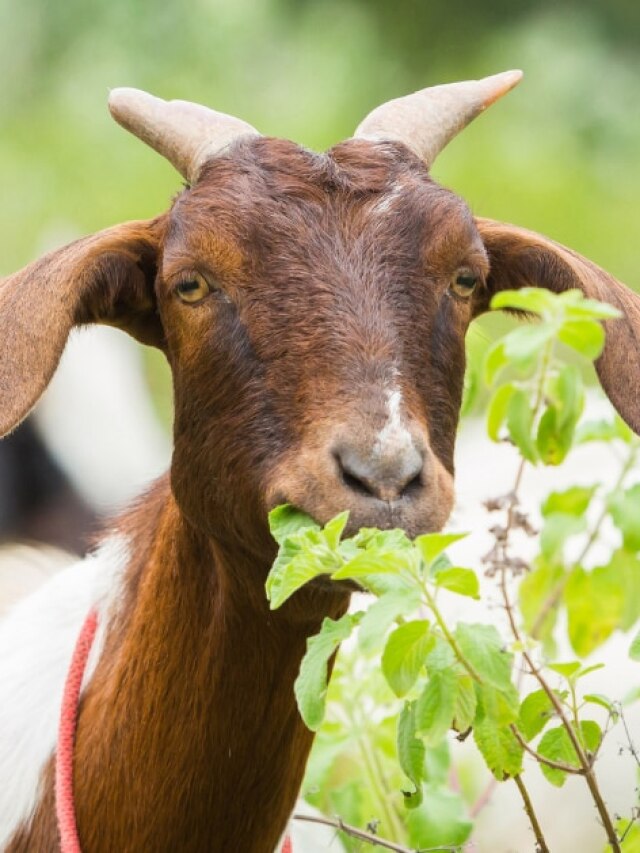 बकरे को बनाना है मोटा-तगड़ा! तो महंगे सप्लीमेंट नहीं बस ये देसी नुस्खे अपनाएं