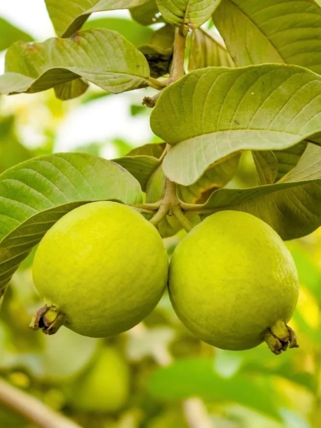 अमरूद के पौधे में कीड़े लगने का डर, डाल दें बस ये सस्ती सी चीज