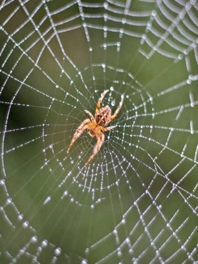 ঘরে বারবার মাকড়সার জাল করা কীসের ইঙ্গিত, শুভ নাকি অশুভ?
