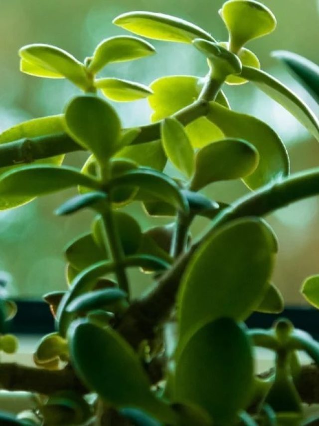 गर्मी में झड़ने लगे जेड प्लांट के पत्ते, मिट्टी में मिलाएं ये खाद...