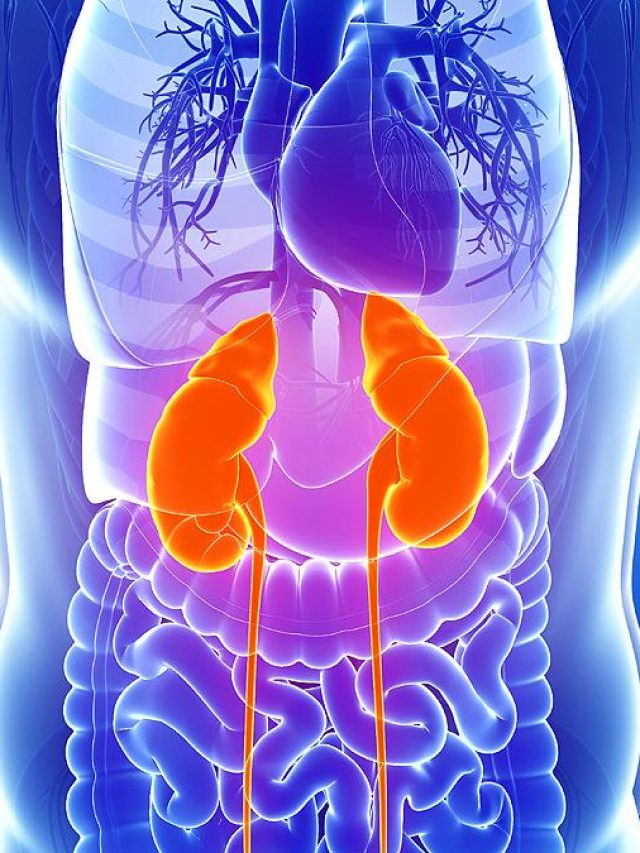 किडनी को हेल्दी रखेंगे ये फूड्स, आज ही डाइट में कर लें शामिल