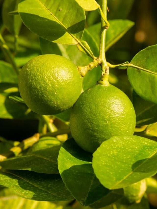 सालों तक करनी है कमाई! नींबू की इस किस्म की करें खेती