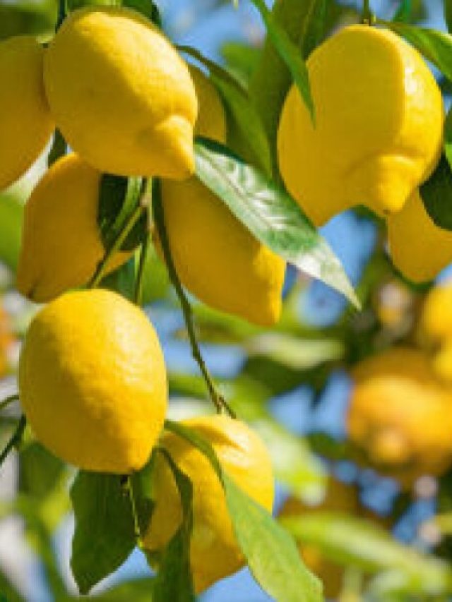 नींबू के पौधे में नहीं आ रहा फल, बस डाल दें ये खाद, फलों से लद जाएगा पौधा