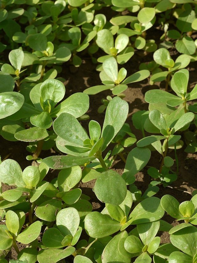 खाली पड़े खेत में उगाएं ये 20 रुपये की बीज, जितना काटेंगे उतना ही बढ़ेगा