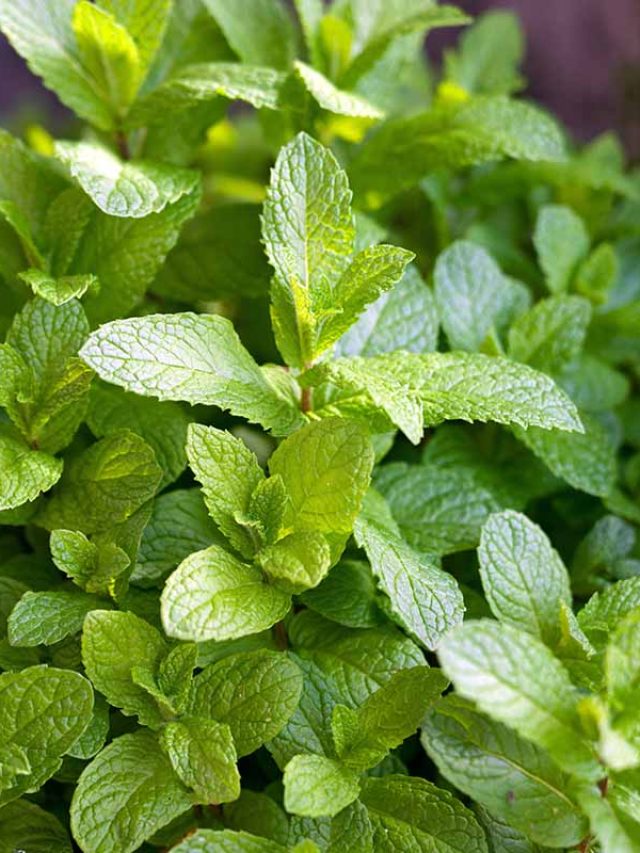 कूड़े में फेंकने के बजाय पुदीना में डालें ये एक चीज, खूब बढ़ेगा पौधा