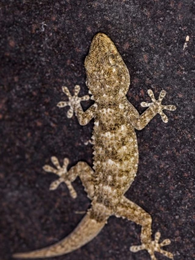 दीवार पर चलती छिपकलियों से लगता है डर, ये आसान उपाय कर निकालें घर से बाहर