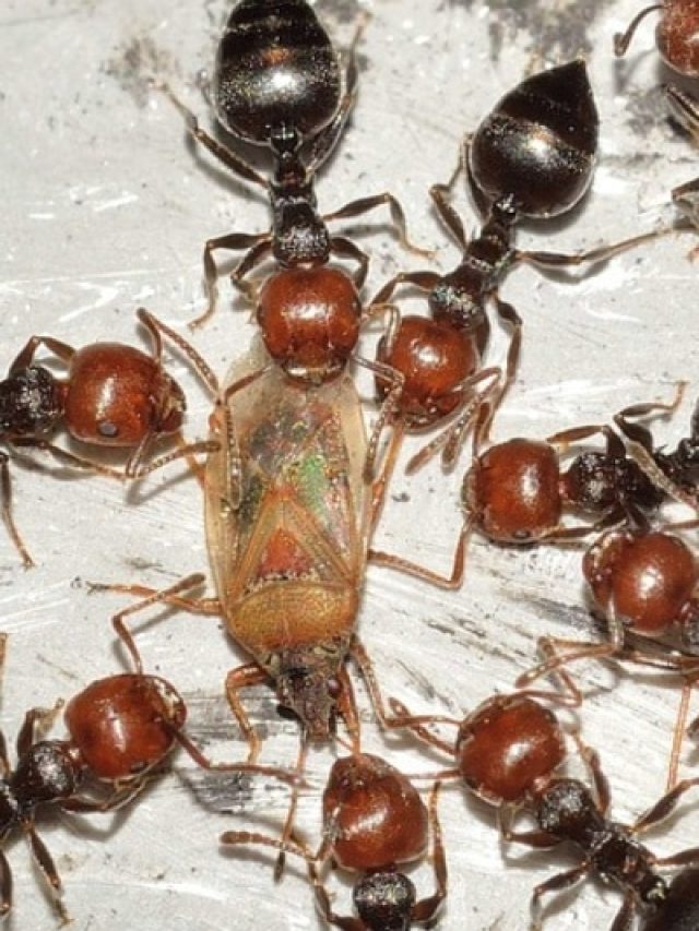 घर में जगह-जगह चींटियों ने डाला डेरा, इस आसान हैक से मिटाएं चींटी का नाम-ओ-निशान